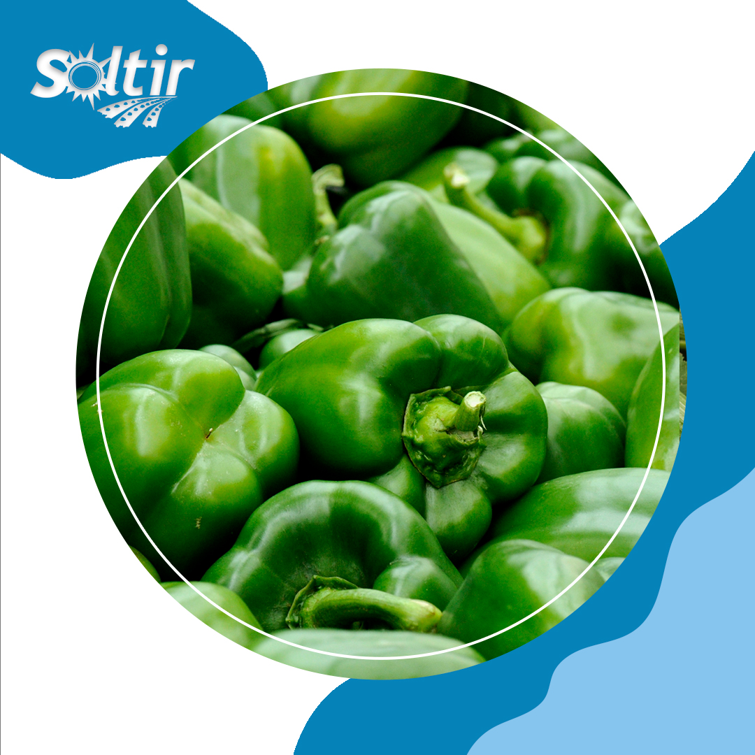 🌱 Lo importante no siempre se ve… pero siempre se nota.

En #Soltir cuidamos cada paso, desde el origen hasta el final, porque sabemos que ahí es donde realmente se construye la calidad.

No es solo lo que hacemos,
es cómo lo hacemos.

👌 Y eso, al final, marca la diferencia.