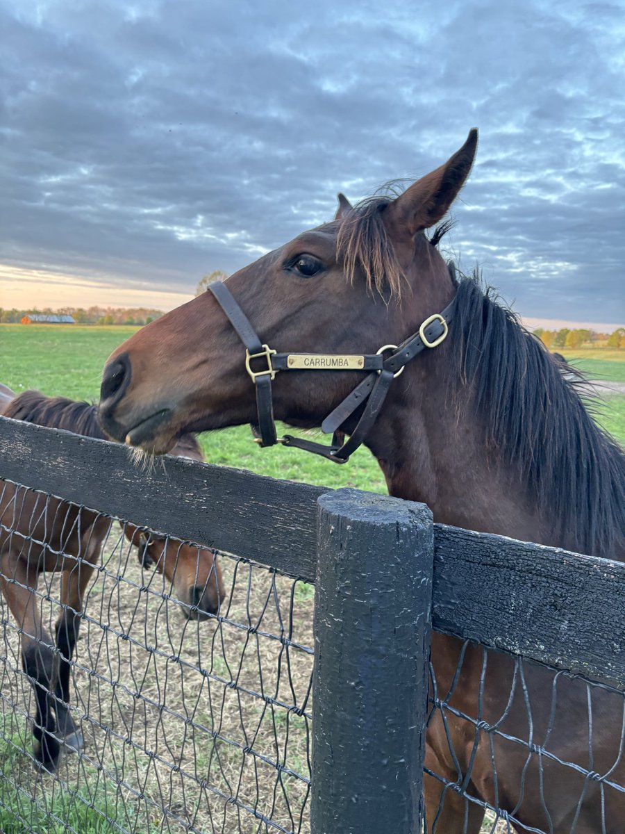 NejaLuke3's tweet photo. @WalkerHancock @claibornefarm I got to visit Claiborne a few times each year when I was in town to see Bryce, and got to capture photos of him with Golden Tempo at the farm. We always talked about how cool it would be to see his horses win a race or 2… and we just saw him win the biggest race there is. https://t.co/IIDRL8fOju