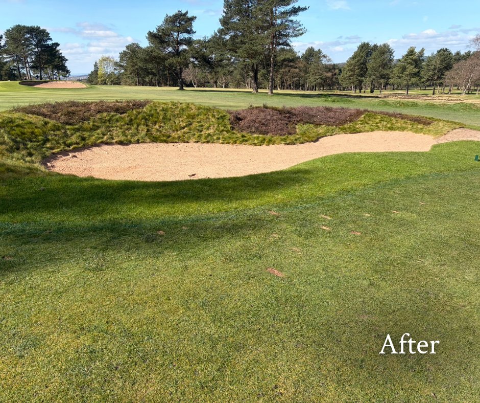 BeauDesertGolf's tweet photo. Over winter, Luke and his team restored several bunkers that had gradually lost their shape and depth.

The fairway bunker on 2 is a standout example, now restored to its proper form and back in keeping with our classic Herbert Fowler heathland design. https://t.co/dPH1G44iqJ