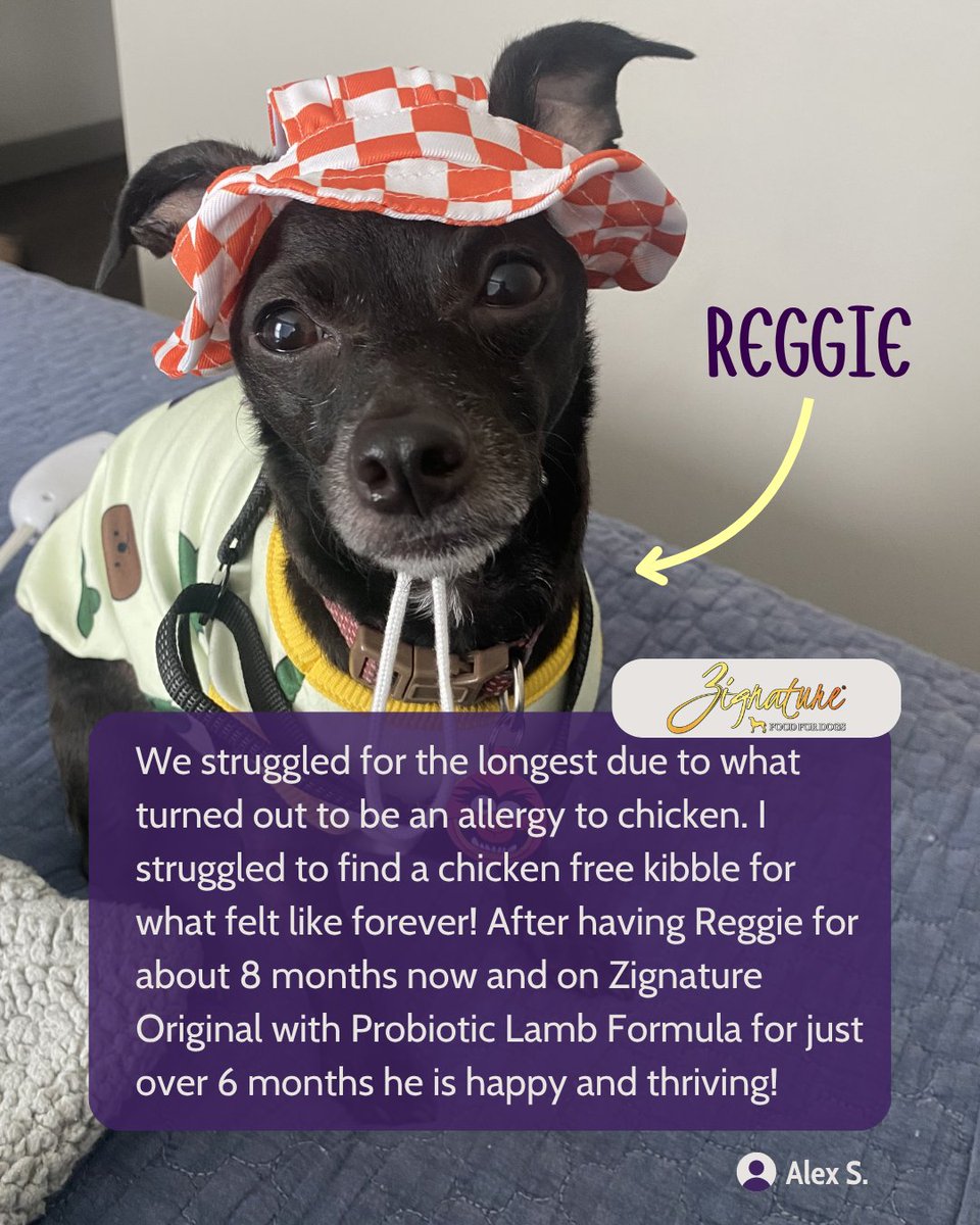 ZignatureDog's tweet photo. When allergies make mealtime difficult, the right formula can make all the difference 🐾

Reggie struggled with chicken sensitivities until his family found a recipe that worked! 

Now he’s happy, thriving, and loving every bite 💜

#zignature #dogfood #limitedingredientdiet https://t.co/pn6YtgCkQu
