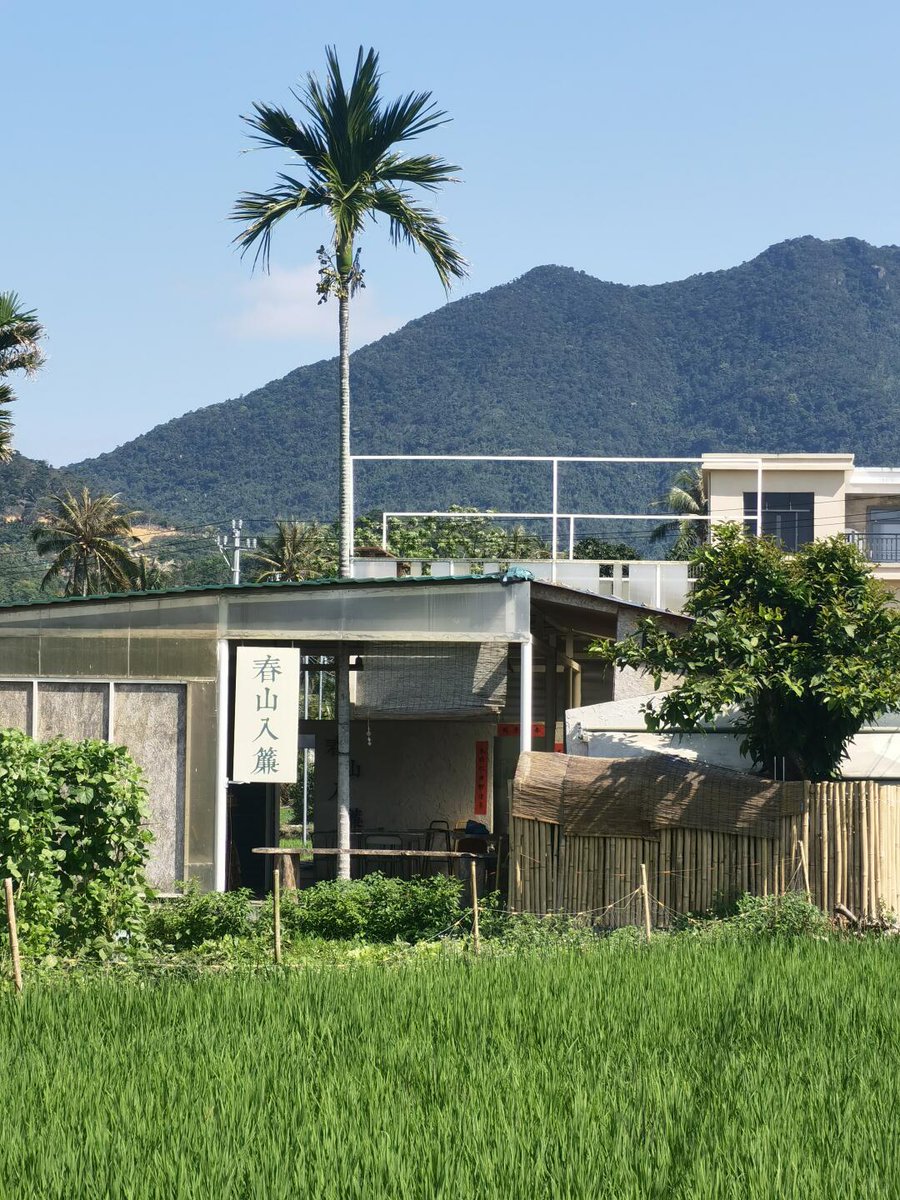 SurfTownWanning's tweet image. 💚💚🌴Sip #coffee between coconut groves and rice paddies. You hear the rustling of wind sweep through the #fields in your ears, with layers of green right before your eyes. This feeling of slowing down is simply wonderful!