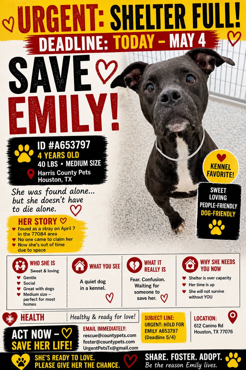 x.com/PawsnTails4TX/… 
🆘 EXTREME URGENT RESCUE/PULL TODAY
EMILY #A653797 WILL BE KILLED FOR ROOM
Location: 612 Canino Rd, Houston, TX 77076.
Email: rescue@countypets.com, foster@countypets.com, and UrgentPetsTx@gmail.com immediately.