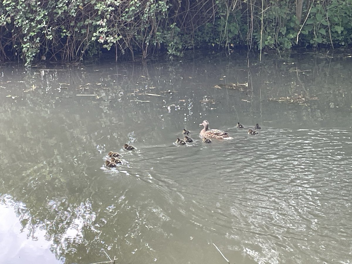 matthewclaxson's tweet image. A good walk down the Basingstoke canal to get some steps in ahead of my major hike in 4 weeks for which any sponsorship would be appreciated; click here for more: justgiving.com/page/matthew-c…  

#HIOWAA #AirAmbulance #Charity