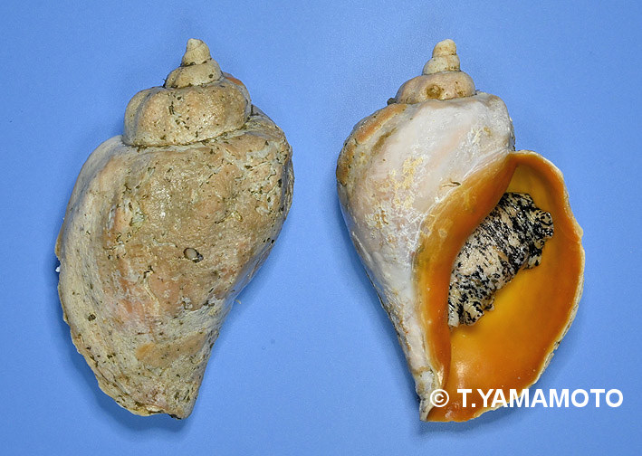 エゾバイ科の「ミギマキタテゴトナシボラ」（Pyrulofusus dexius