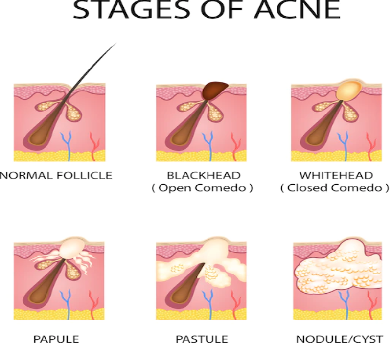 The Body Explained | Medicine, Injuries, A+P tweet media