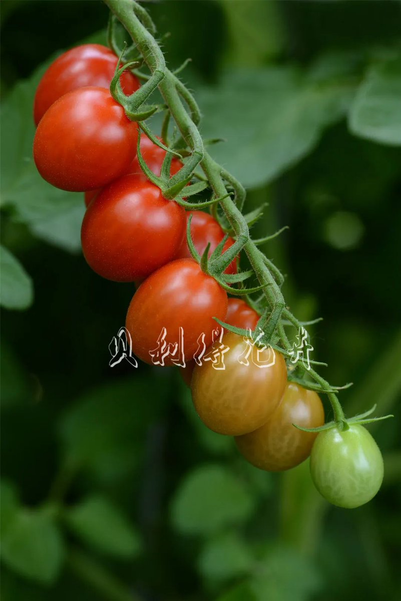 LansalotC's tweet image. Tried the new organic cherry tomatoes! Juicy, sweet (no tart aftertaste!), firm skin yet tender flesh. Perfect for salads or snacking—10/10, will repurchase! #OrganicProduce #TomatoTest