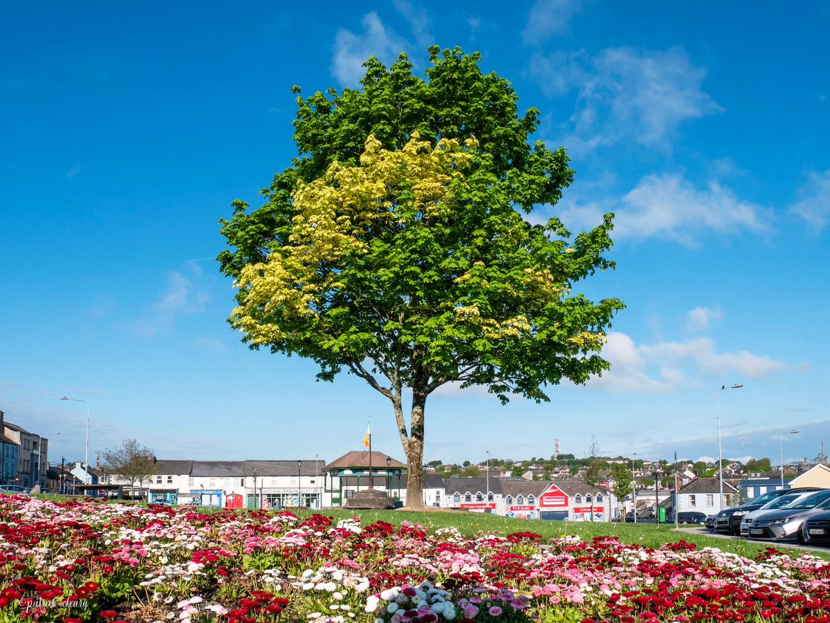 ThisIsIreland3's tweet image. A few snaps taken on a very quiet bank holiday monday morning 💚

📍 County Waterford-Éire 🇮🇪 

📸 Pat Cleary

#Waterford #Ireland #Bankholiday #Waterfordcity
