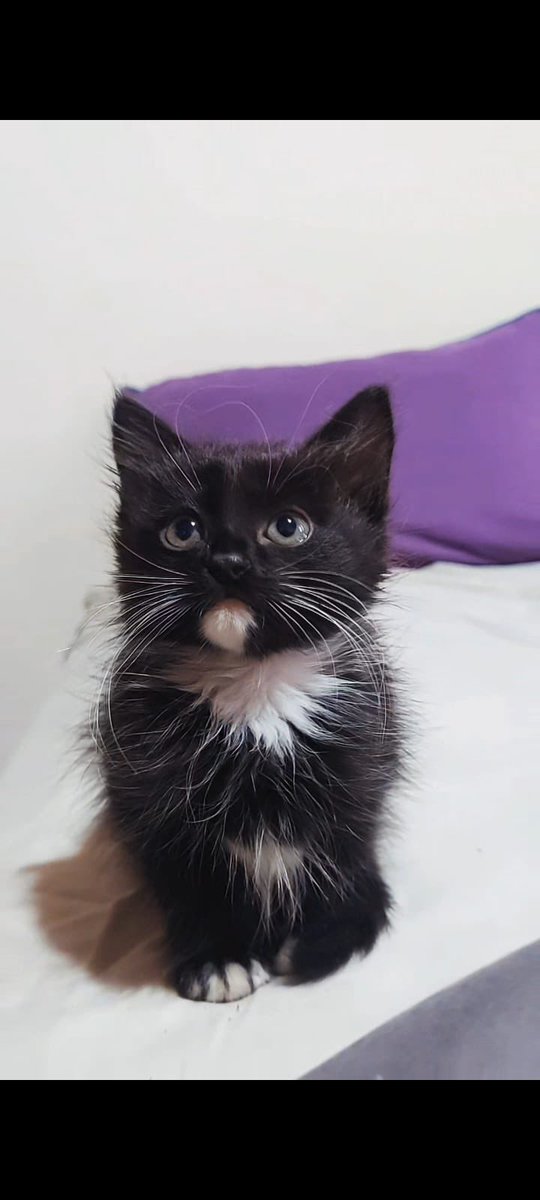 Les presento a Paco. Mi nuevo nieto gatuno. No es IA. Es así de real ❤️