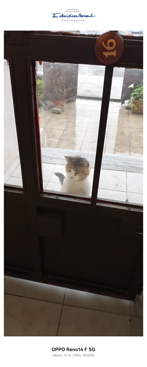 ayten2758's tweet photo. Bu canlar da bizim apartmanımızın kızları .
Evet sarı kızım,kara kızım diye sesleniyoruz ❗
Aşağı inerken ayak sesimden (1.fotograf) böyle karşılarlar. ❤️
#SokakHayvanlarıSahipsizDeğildir
#boschreklamı https://t.co/fAUlp8Fk3b