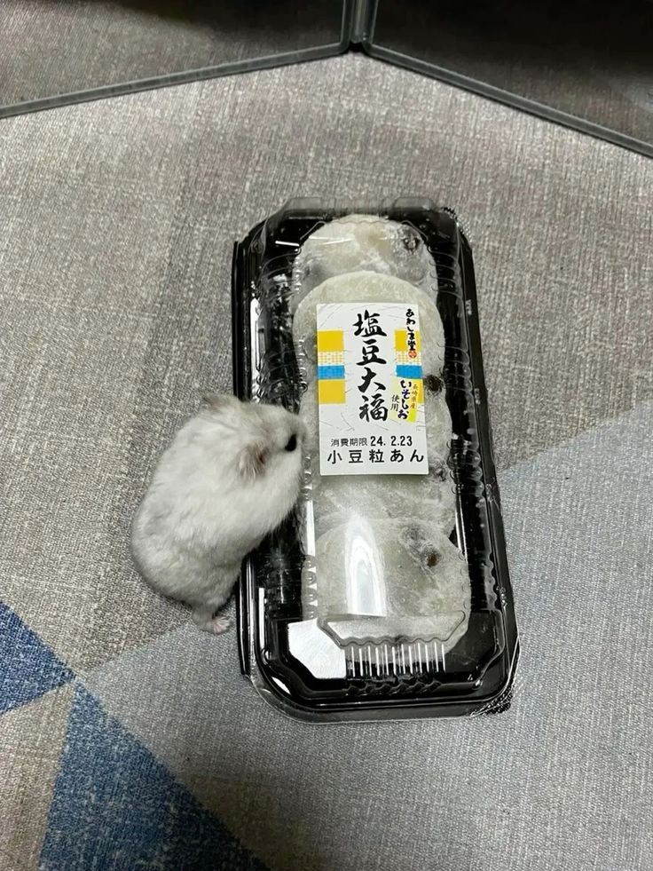 hamster tweet media