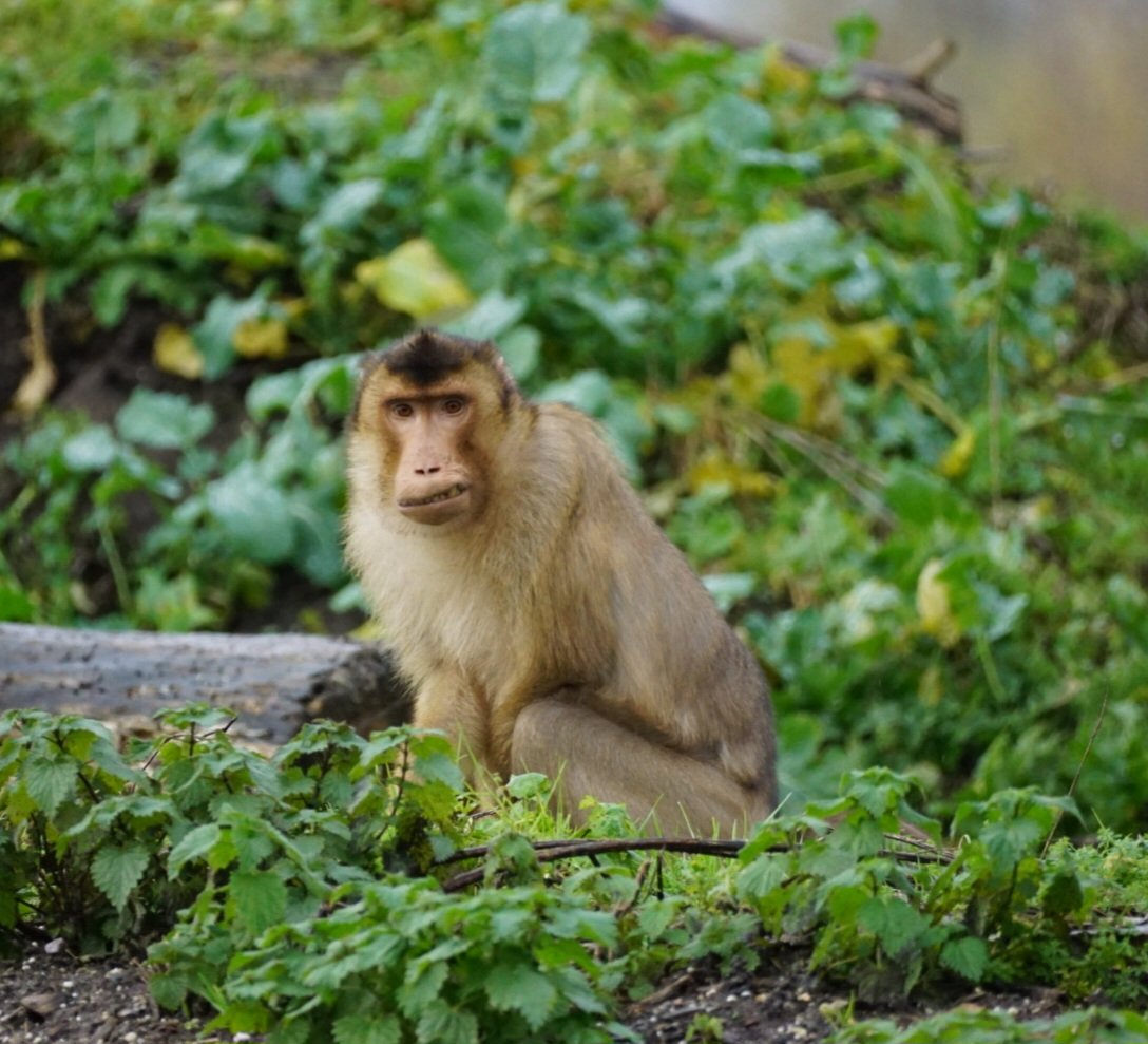 Monkey Haven🐵 tweet media
