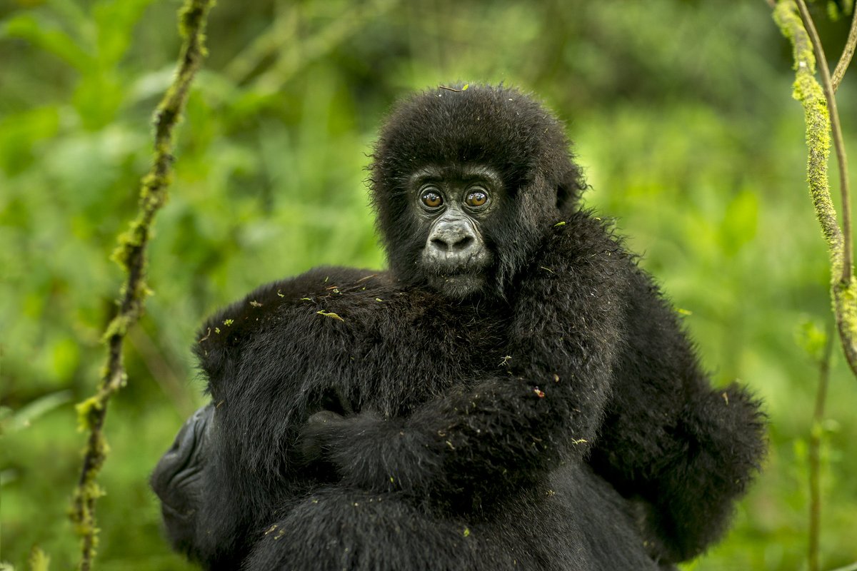 vazqueztourst's tweet image. 🦍 Save the date!

🗓️ 4 Sept 2026
📍 Kinigi
Join the 21st Kwita Izina at Volcanoes National Park 🌿

Celebrate conservation, culture &amp;amp; Rwanda’s mountain gorillas with Vazquez Tours &amp;amp; Travel.

📩 info@vazqueztours.com
📞 +250 781 445 000

#KwitaIzina #VisitRwanda #GorillaTrekking