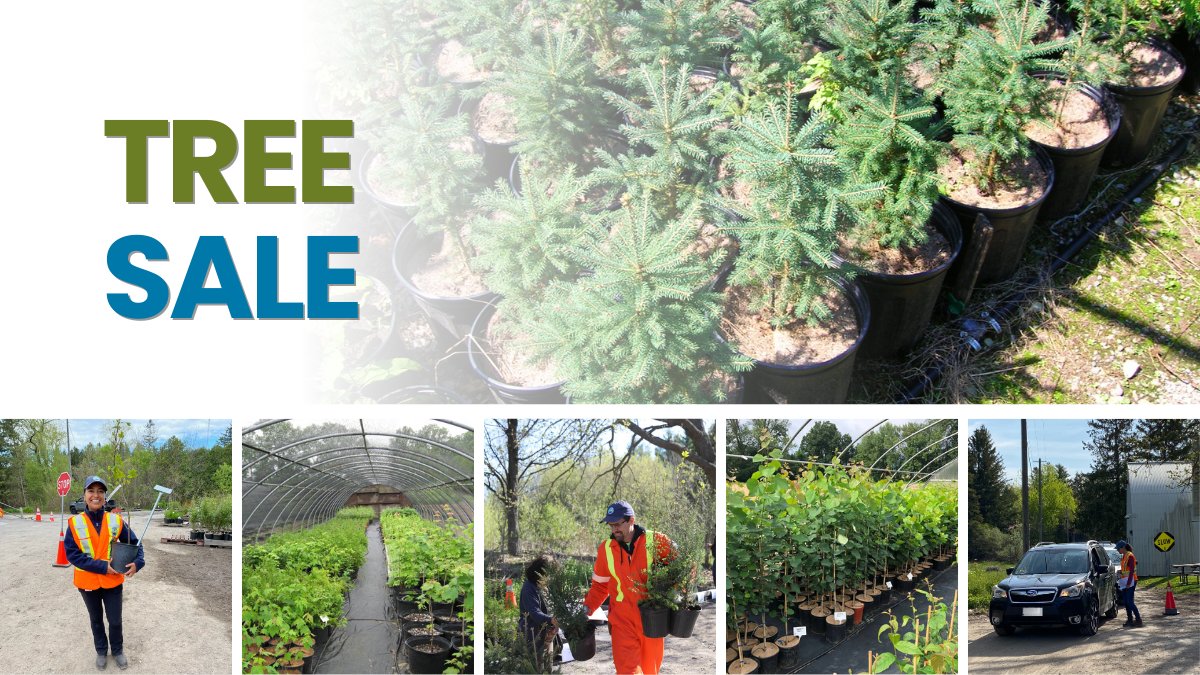 grandriverca's tweet photo. 🌳 Tree Sale Alert! 🌳 

Join us on Friday, May 15 from 8 a.m. to noon at our Administration Centre in Cambridge for our annual tree sale! The tree inventory will be available online the day before the sale. For all the details visit our website: https://t.co/Xhfa8c9jAm

#GRCA https://t.co/WgTIMbcn6z