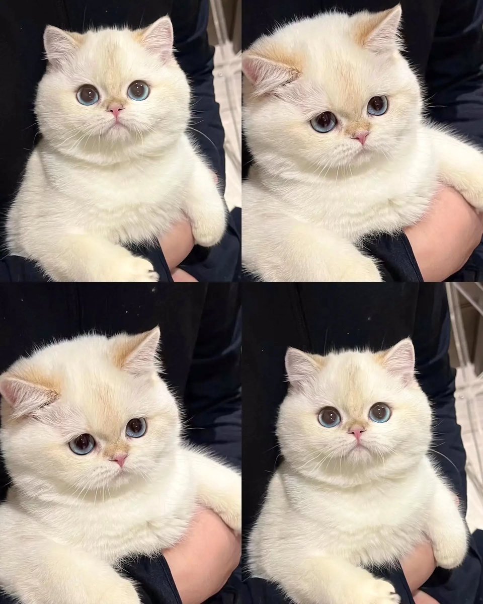 purrtacular's tweet image. Fluffy cheeks

#adorablecats #catpics #kittens #kittenlove #kitty #cats #catlife #meow #catlove #catloversclub #cutecats #gatos #animals #CatsofTwitter #Caturday #Purrtacular