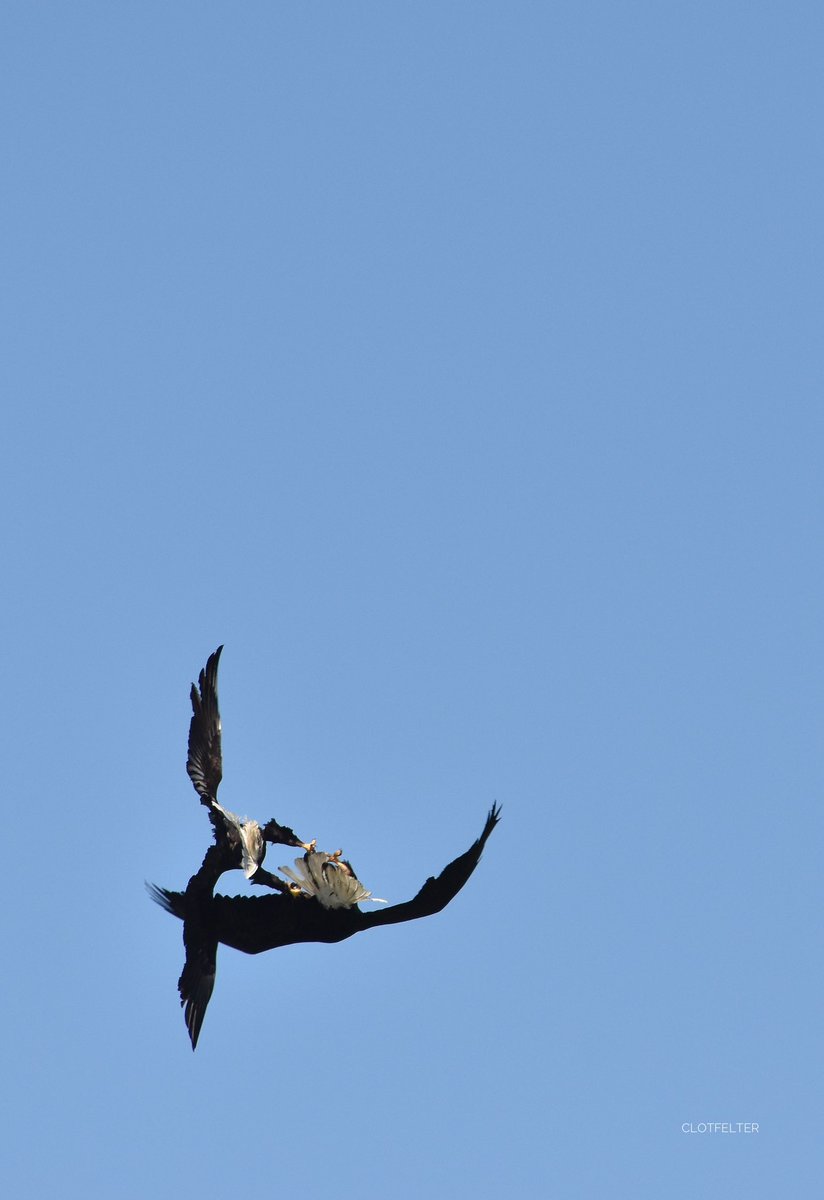 DonClotfelter's tweet image. “Will you tumble to the ground for me” 🦅🦅
#pnw #eagles #nature 
@wheeler244 @ShannonODKOMO @snufflewort @JLWCPA2 @NikonUSA