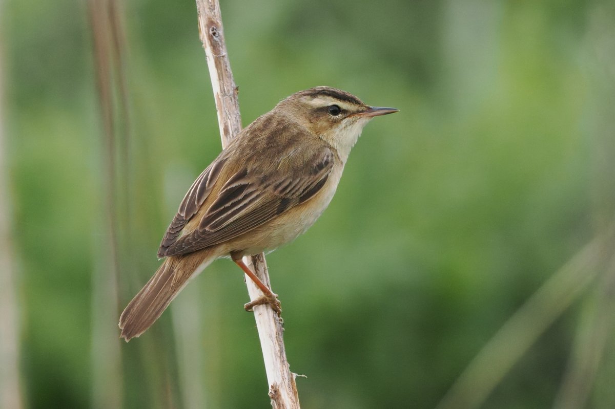Dundee Birding (stonefaction) tweet media