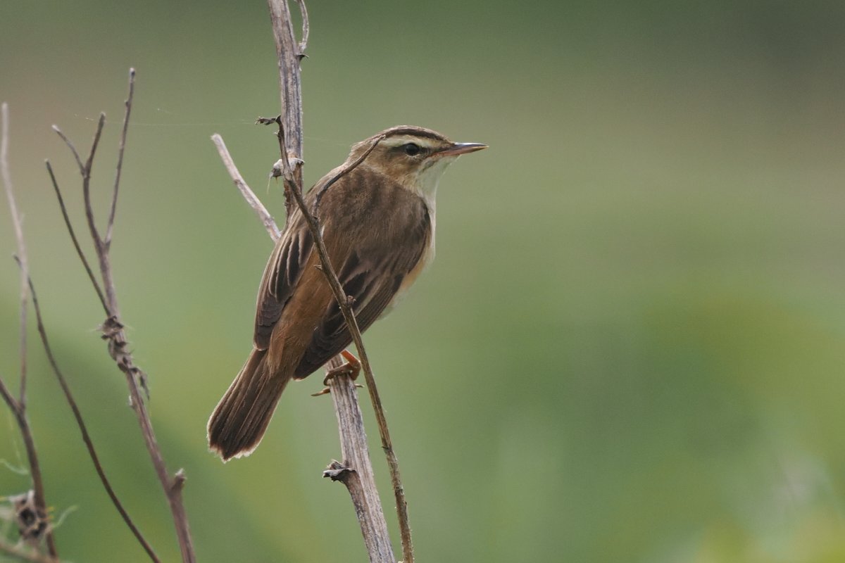 Dundee Birding (stonefaction) tweet media