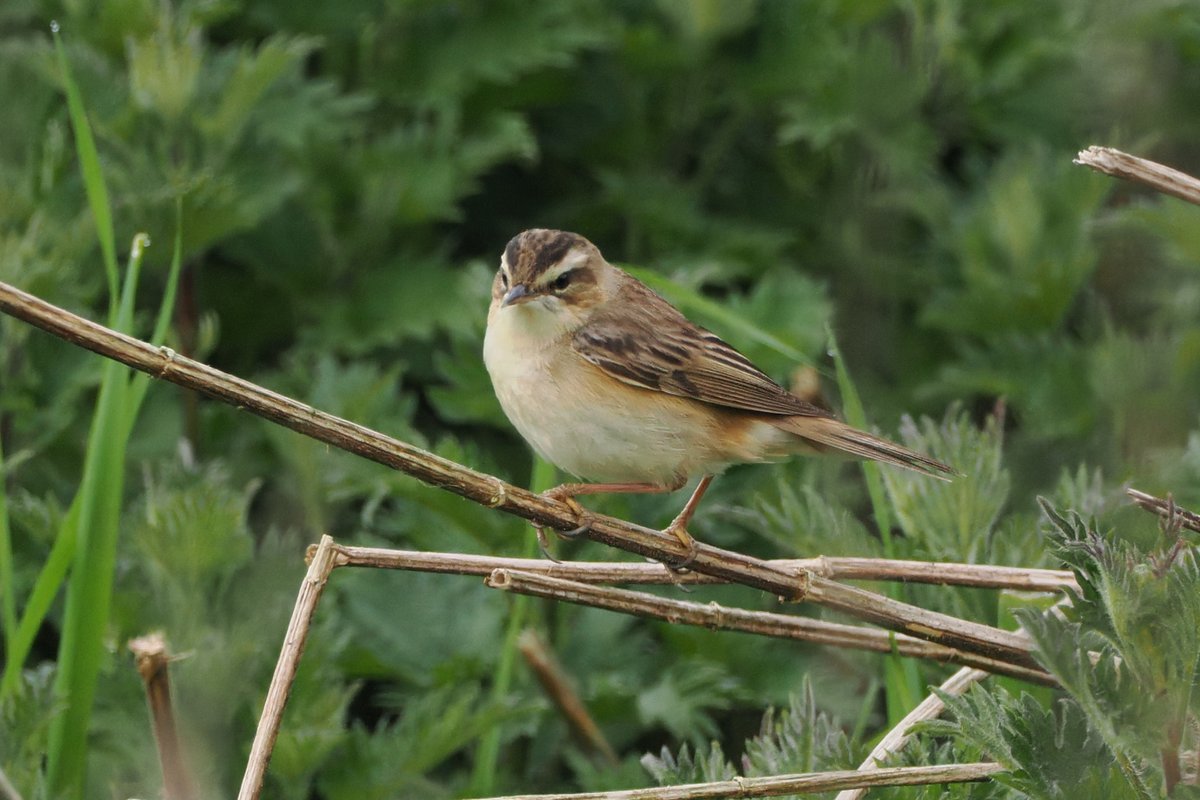 Dundee Birding (stonefaction) tweet media