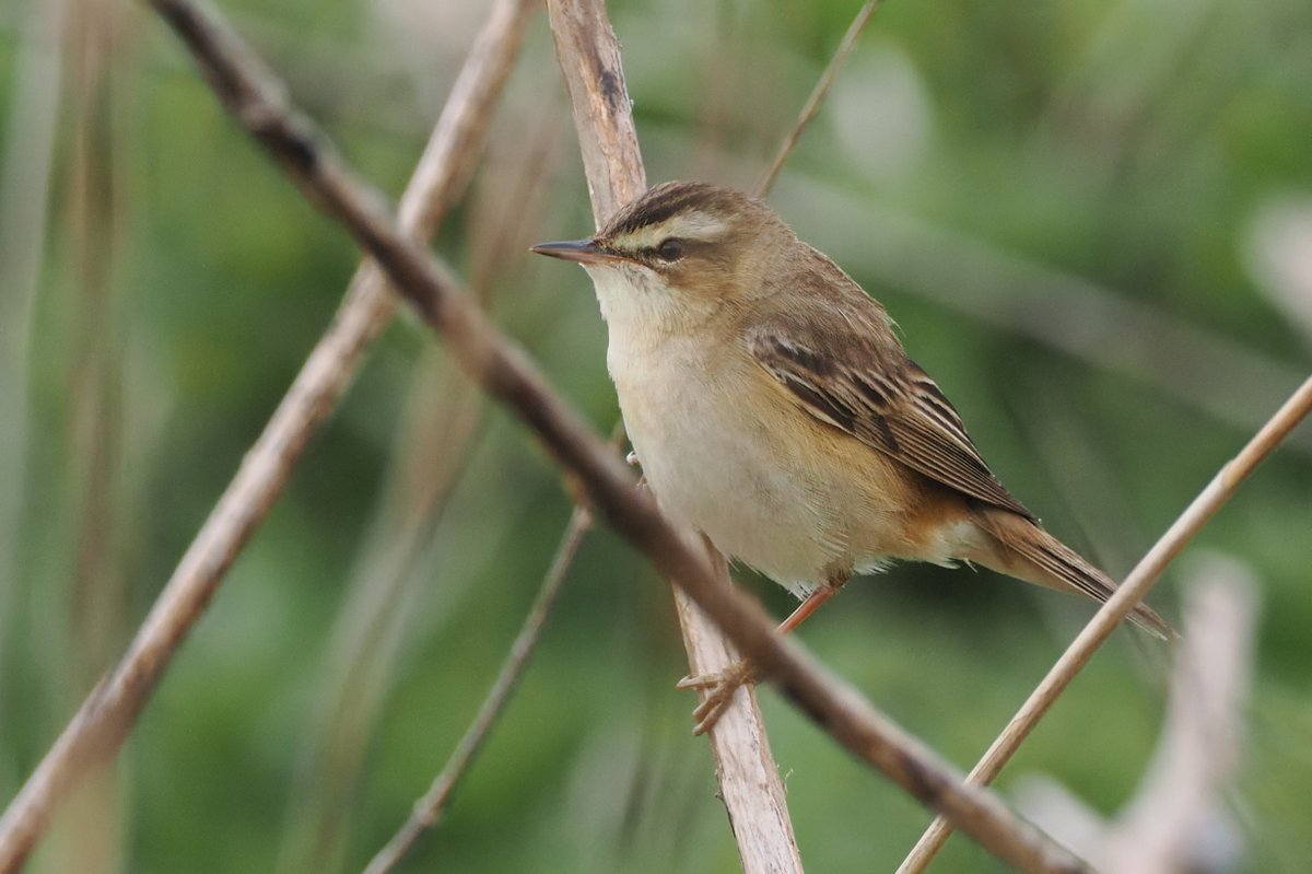 Dundee Birding (stonefaction) tweet media