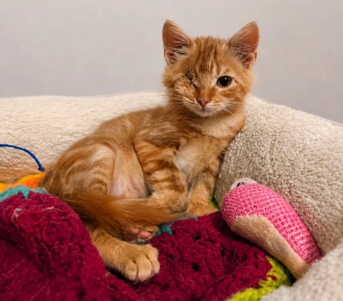 Tritón, de aproximados 2 meses, en adopción responsable. Es muy cariñoso, tierno y sociable con más gatitos y perritos. Si deseas darle un hogar, con compromiso de tenencia indoor, castración  y seguimiento, escribe al +56946182343. Lo trasladan dentro de la RM. Favor RT!
#Paine