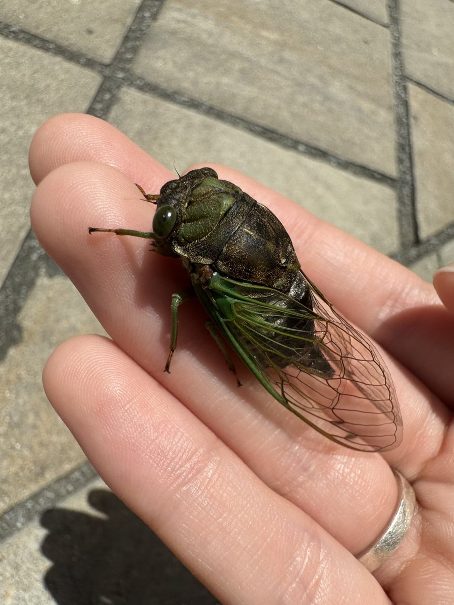 Bombyx 🎸🦗 tweet media