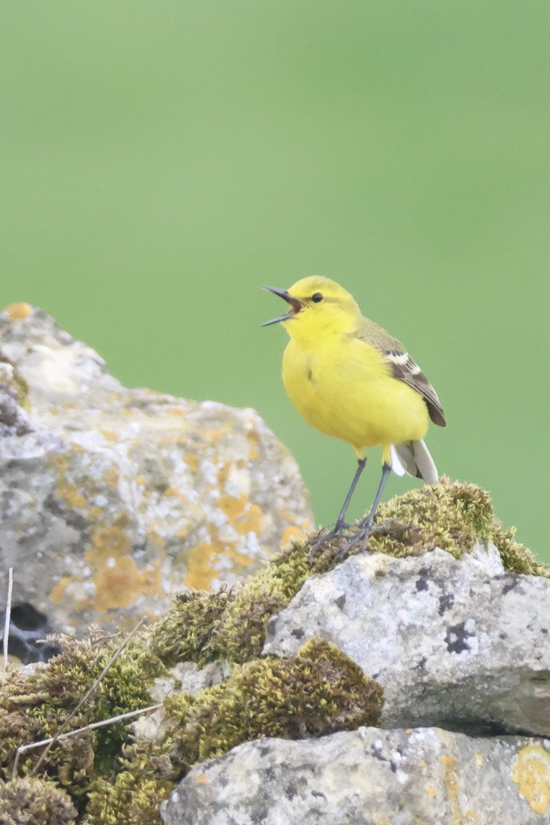LittleBustards's tweet image. Yellow wagtail and skylark in Bishop Middleham today. 

@Teesbirds1
@teeswildlife
@nybirdnews
@rspbengland
@natures_voice
#birdphotography #wildlifephotography #naturephotography