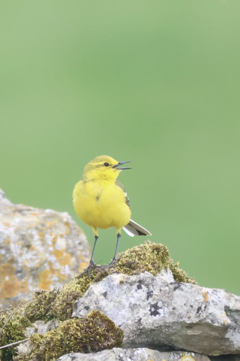 LittleBustards's tweet image. Yellow wagtail and skylark in Bishop Middleham today. 

@Teesbirds1
@teeswildlife
@nybirdnews
@rspbengland
@natures_voice
#birdphotography #wildlifephotography #naturephotography