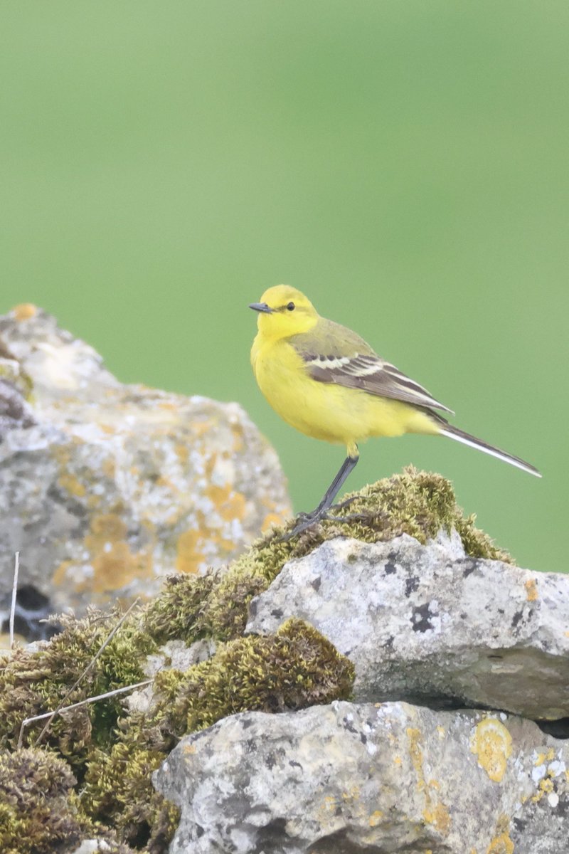 LittleBustards's tweet image. Yellow wagtail and skylark in Bishop Middleham today. 

@Teesbirds1
@teeswildlife
@nybirdnews
@rspbengland
@natures_voice
#birdphotography #wildlifephotography #naturephotography