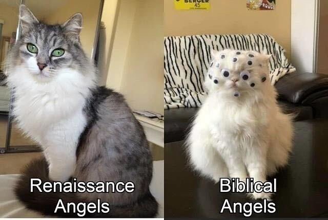 Punch Cat tweet media
