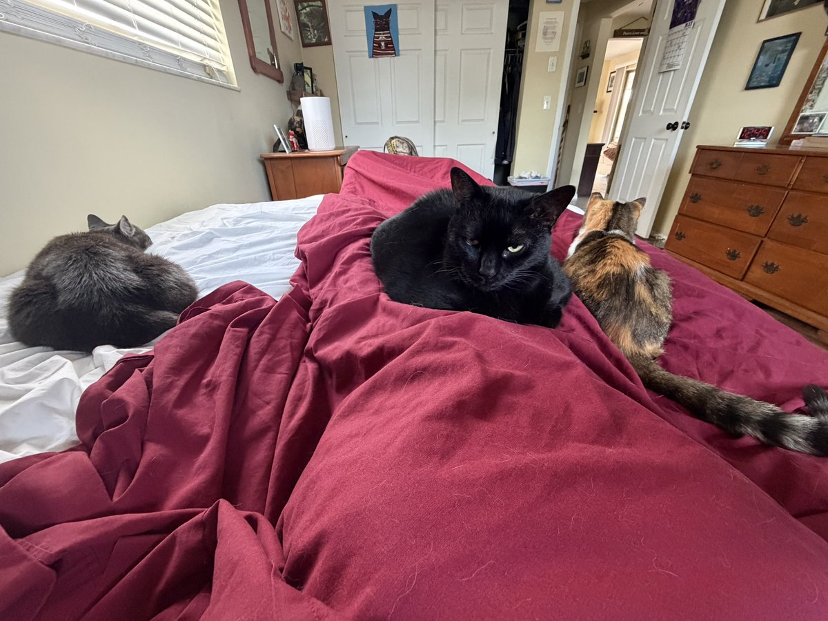 SkittlesFriends's tweet image. Sierra, Sabre, and Skittles are taking a #MondayAfternoon nap with the Big Guy
🏡💤😺
We hope that everyone has a Pleasant Day.
#CatsOfTwitter 
#Purrs4Peace