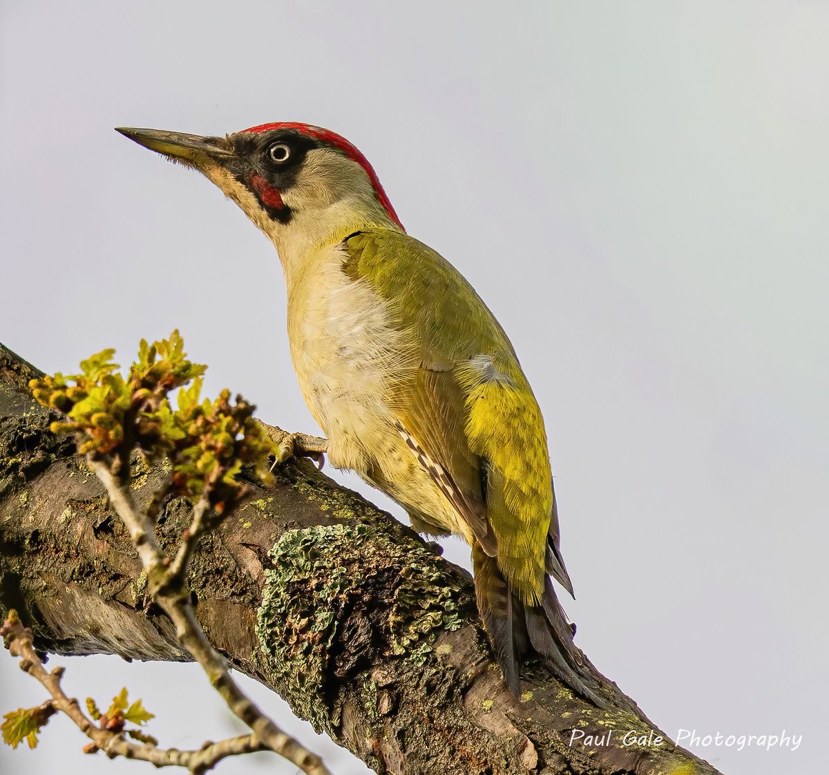 gish74's tweet image. Green Woodpecker from this morning in Durham @teesbirds1 @teeswildlife @DurhamBirdClub @nybirdnews @NatureUK @Natures_Voice @WildlifeMag @BBCSpringwatch @CanonUKandIE @BirdGuides #birds #birdphotography #WildlifePhotography #NaturePhotography #canonphotography #BBCWildlifePOTD