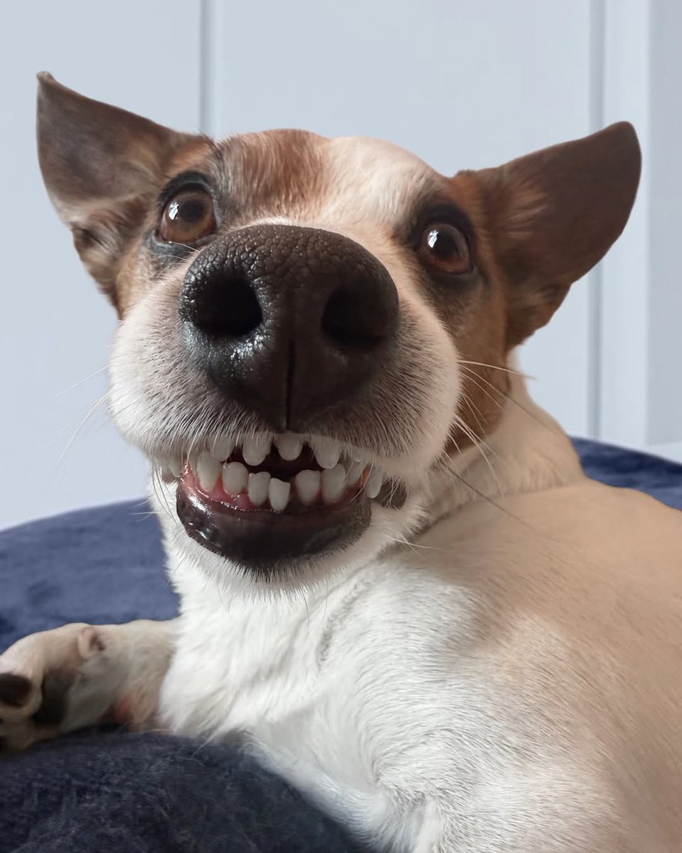 WeRateDogs tweet media