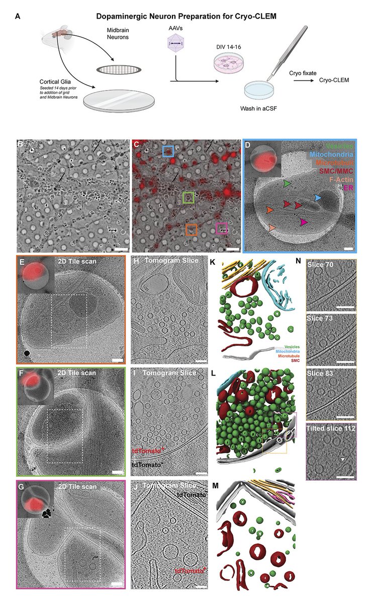 Journal of Cell Biology tweet media