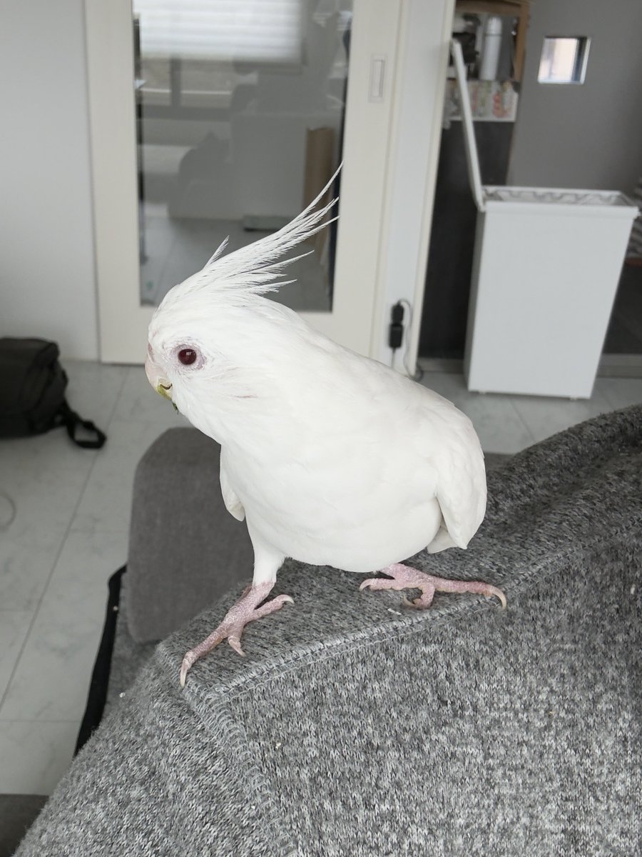 𝔸𝕞𝕒𝕙𝕚𝕞 🇯🇵🏕️🎣🚲🏃🦜 tweet media