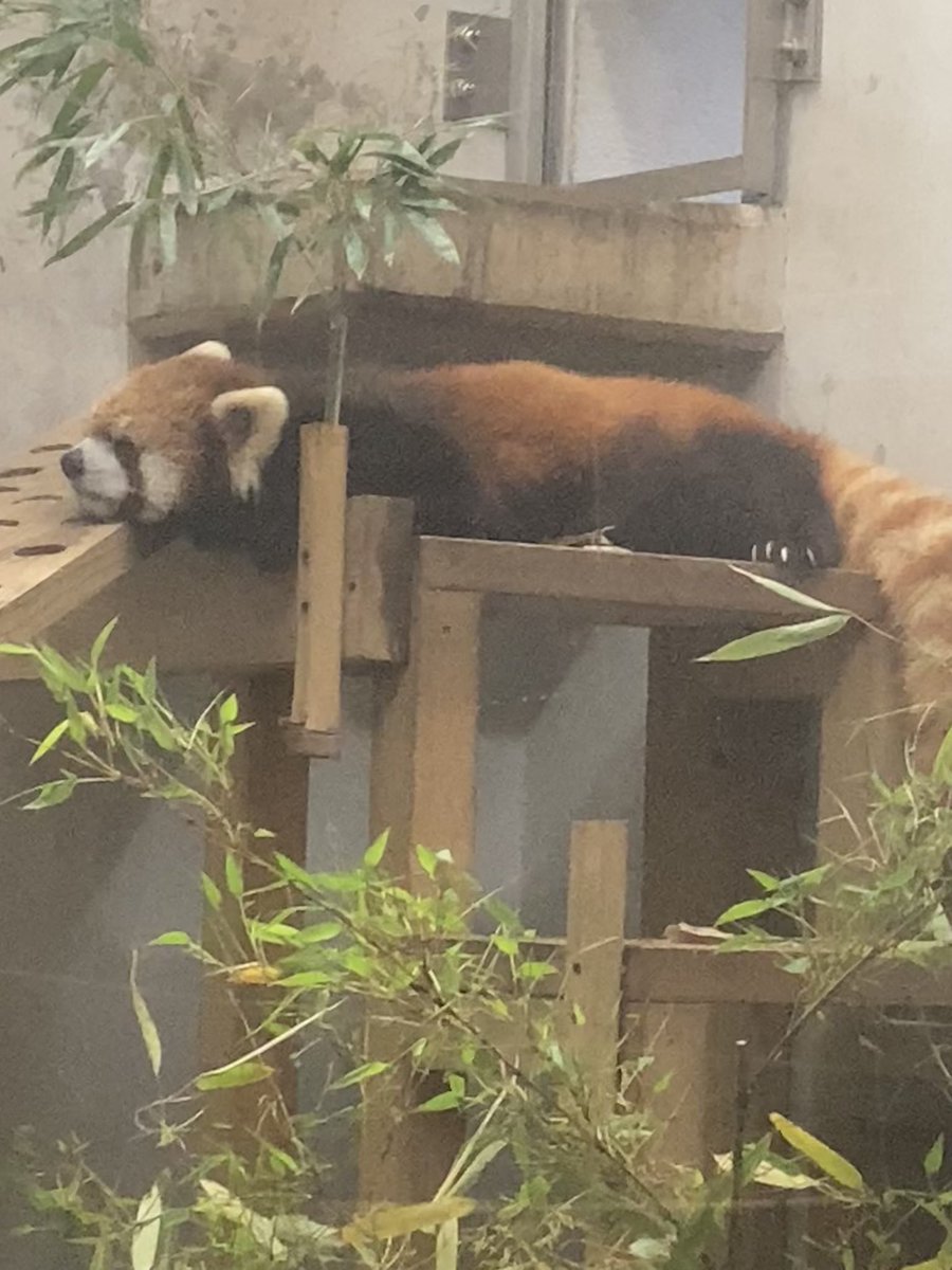 おとーちゃん、おかぁちゃん、むしゅめ同じとこで同じ格好で寝るんです😴

お休みなさいませ🌙*ﾟ

 #熊本市動植物園
 #かぼす
 #レッサーパンダ