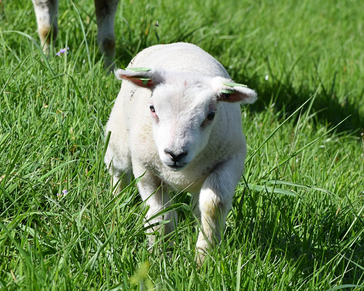 APietraszko1's tweet image. Mały krok, wielka dawka uroku. Czysta niewinność na czterech nóżkach🐑
 #naturelovers #springvibes #cuteanimals #greenlife