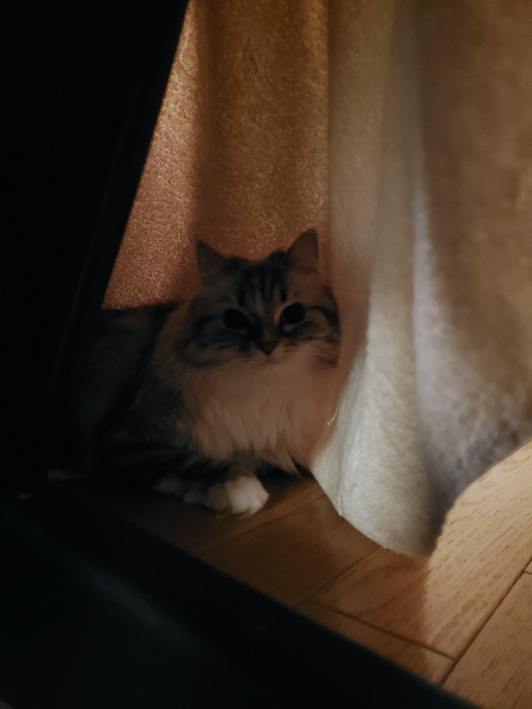 ３猫姉妹ソフィ、エレン、ロビンの成長記録 tweet media