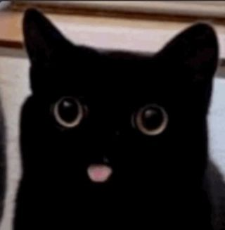 Punch Cat tweet media