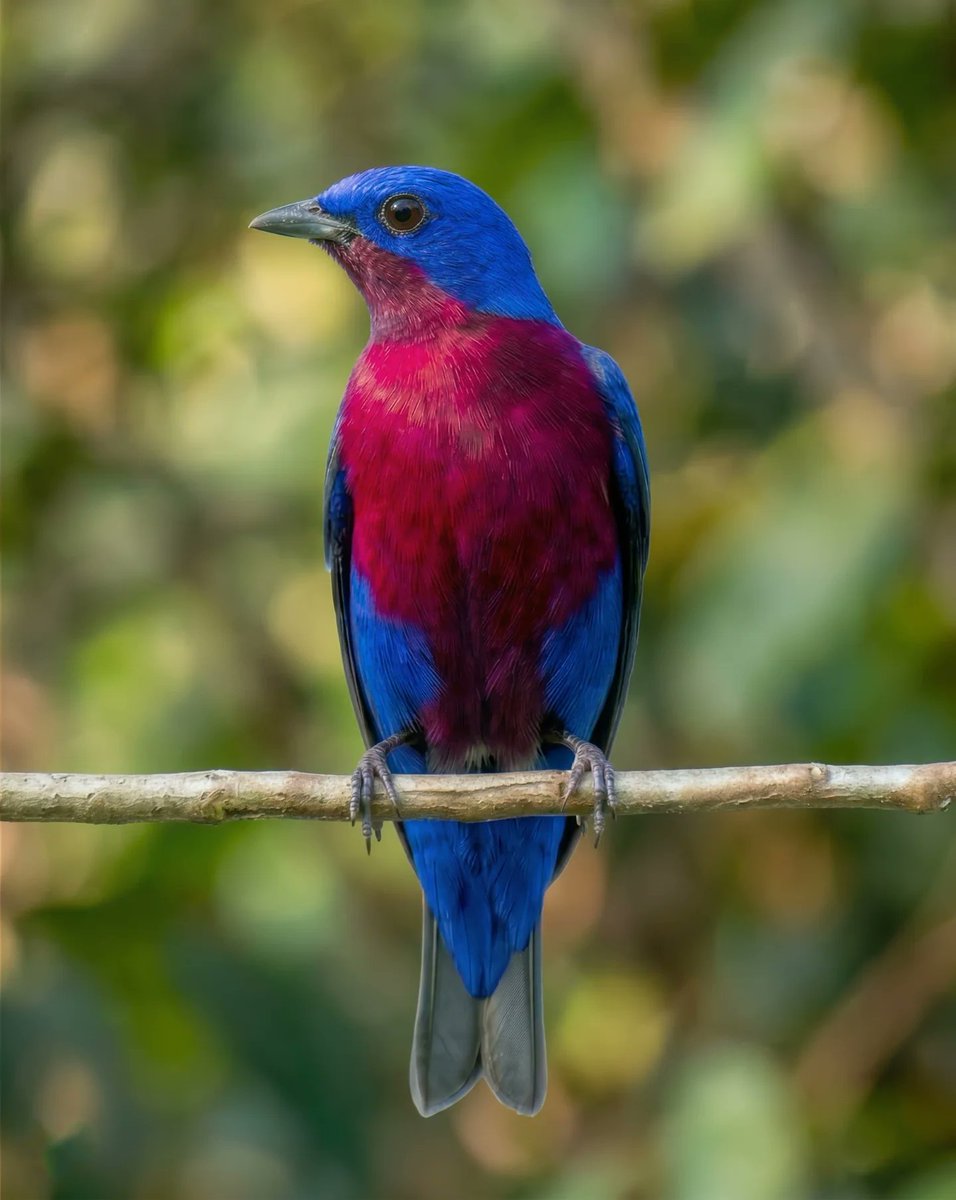 Old World wild tweet media