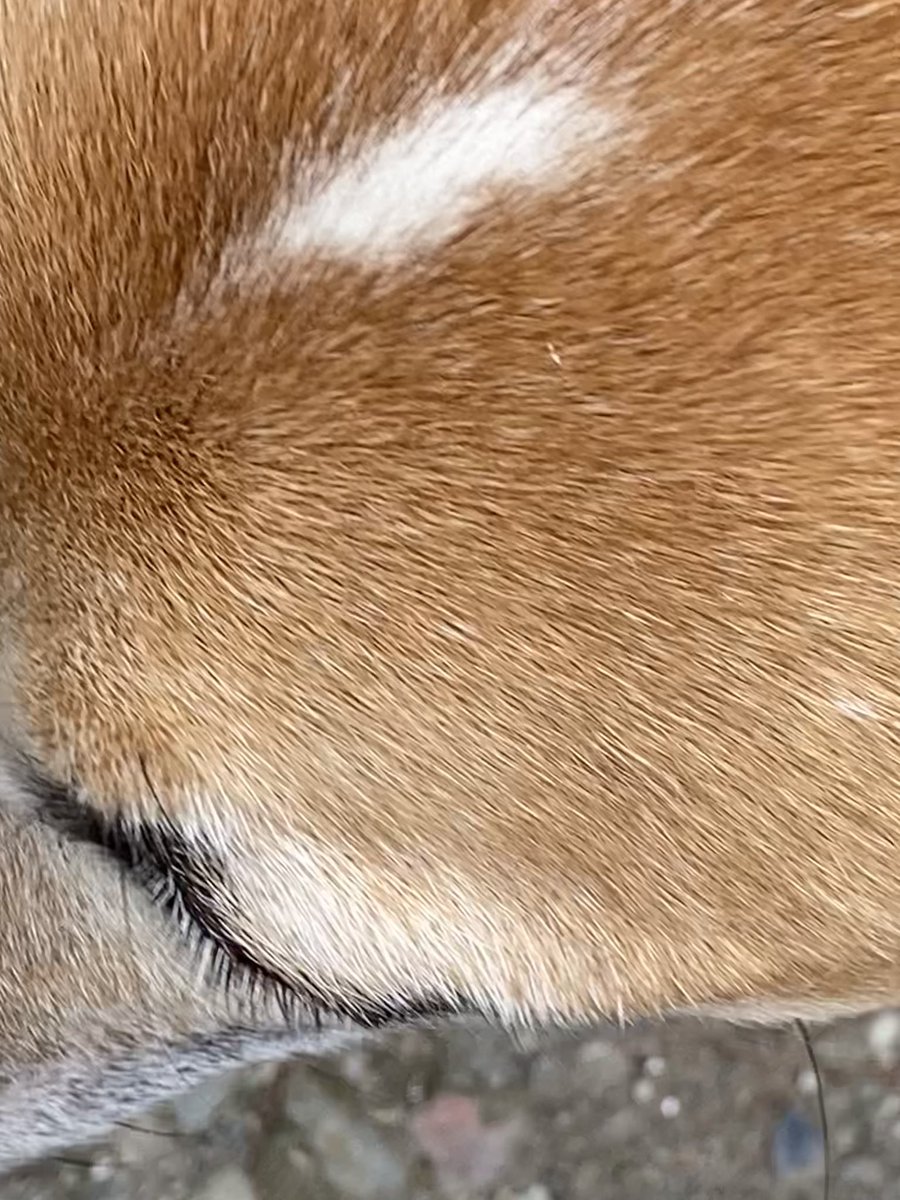 全然撮らせてくれない🐶
後頭部は良いようです😅
 #うちの犬