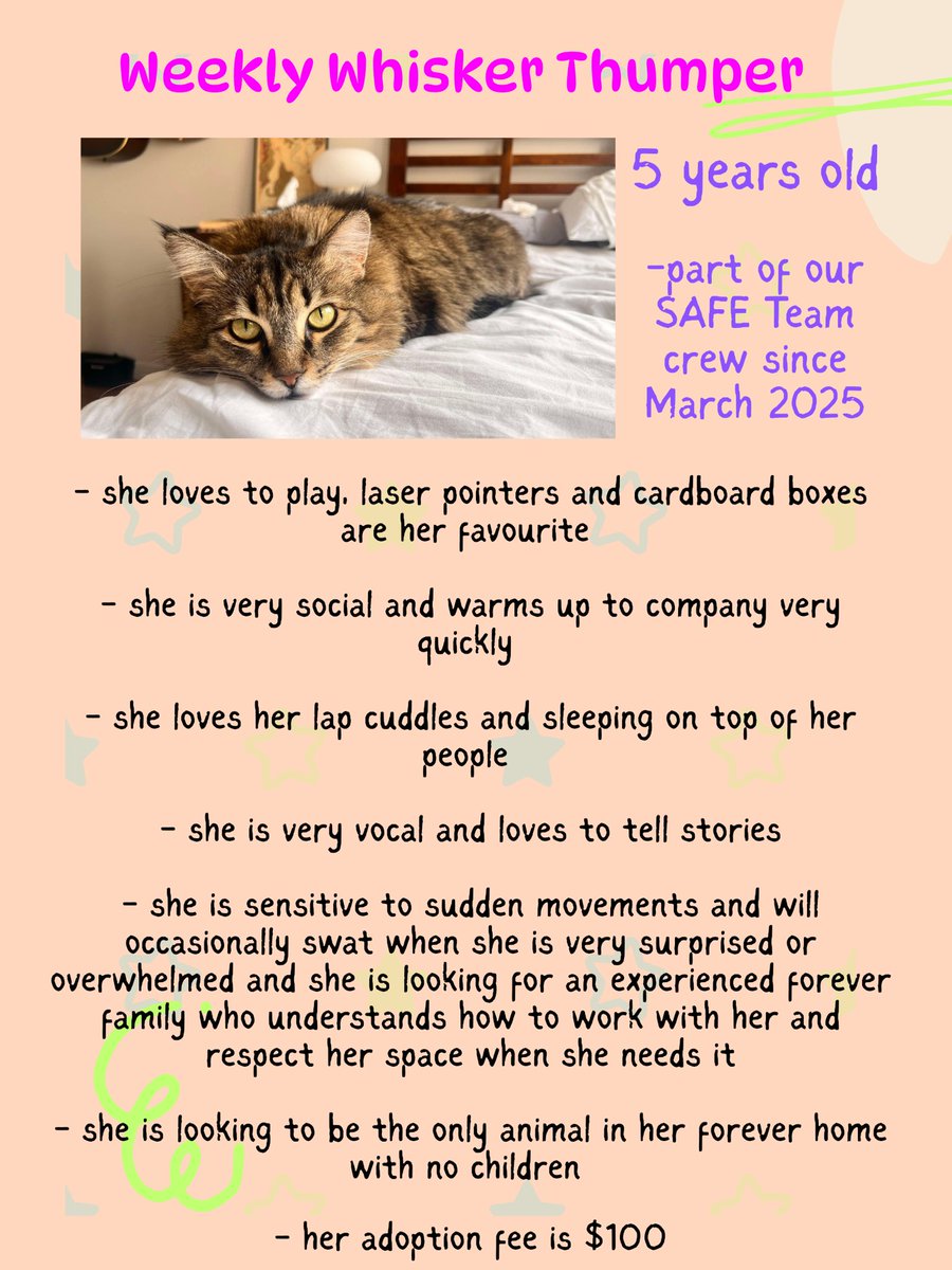 Happy Monday from adoptable kitty, Thumper!  Look at this beautiful Sunny Bunny!  No lost keys when Thumper is in charge, she always knows where they are.  Such a smartie pants! Thumper is 5 years old and she is looking to be the one and only animal in her child free forever home
