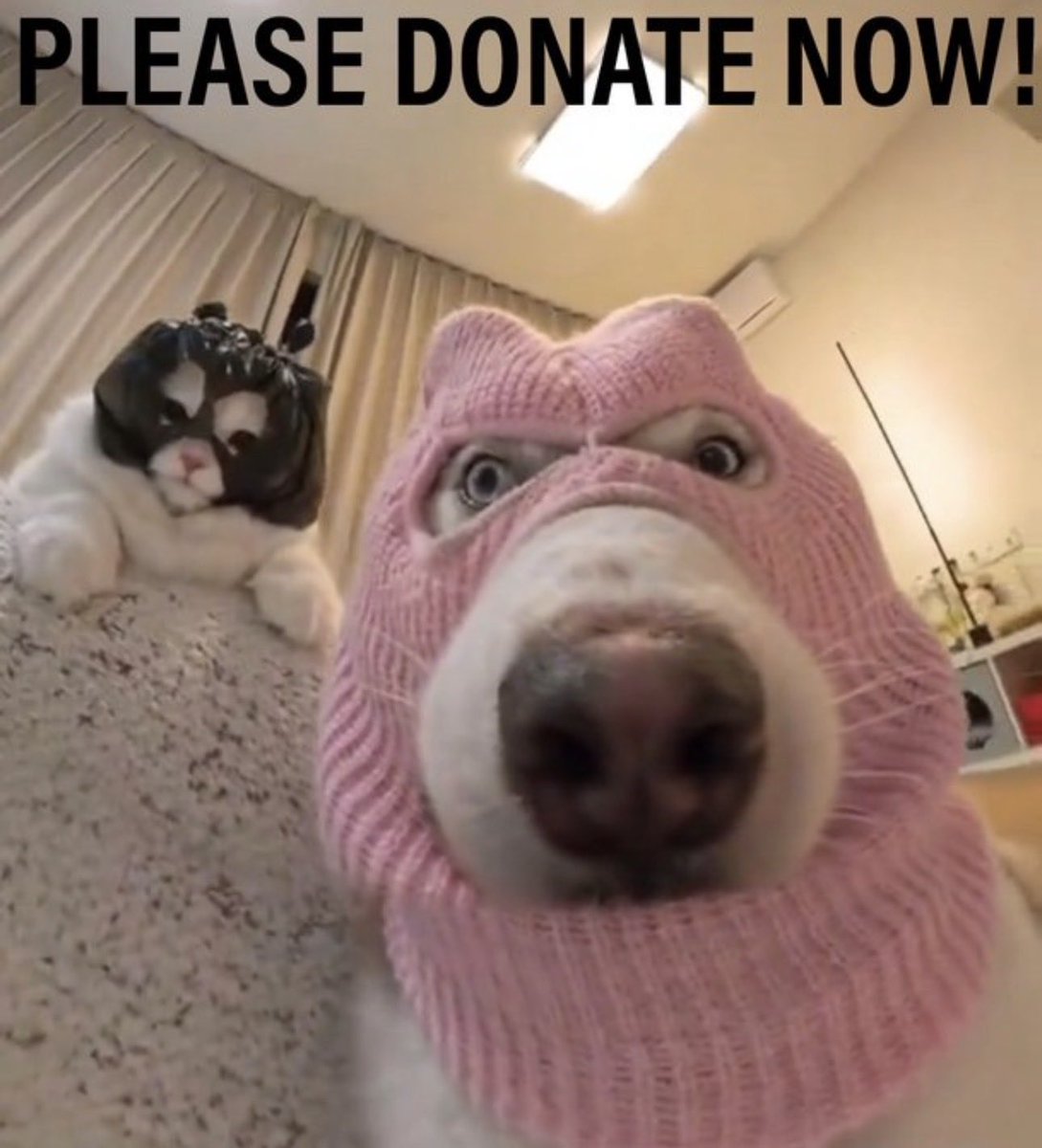 suestroud's tweet image. 🩷👋🌸🩷👋🌸🩷👋🌸🩷👋🌸👋
A vehicle repair is urgently needed for the 93rd Brigade. #NAFOFellas #smokefleet @theliamnissan please help today. Every donation helps from the largest to the smallest. #Gratitude #SlavaUkraïni 
👋🌸🩷👋🌸🩷👋🌸🩷👋🌸🩷