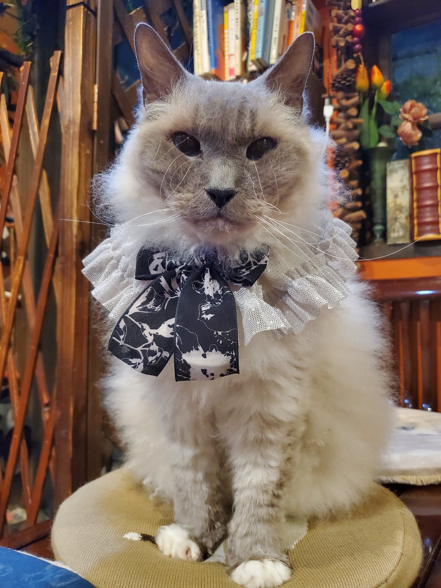猫カフェ猫音 tweet media
