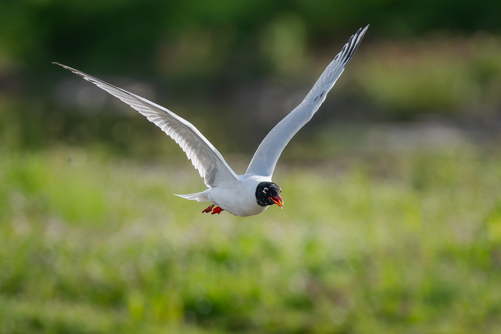 Steve Liptrot Photography tweet media