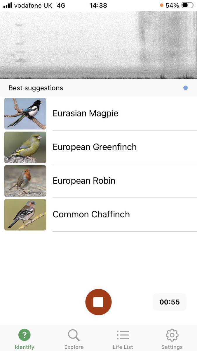 tpea101's tweet image. #Treeclub with today’s hidden birds supplying the soundtrack for today’s daunder