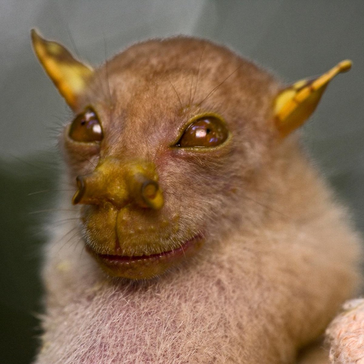 Bat Conservation International tweet media