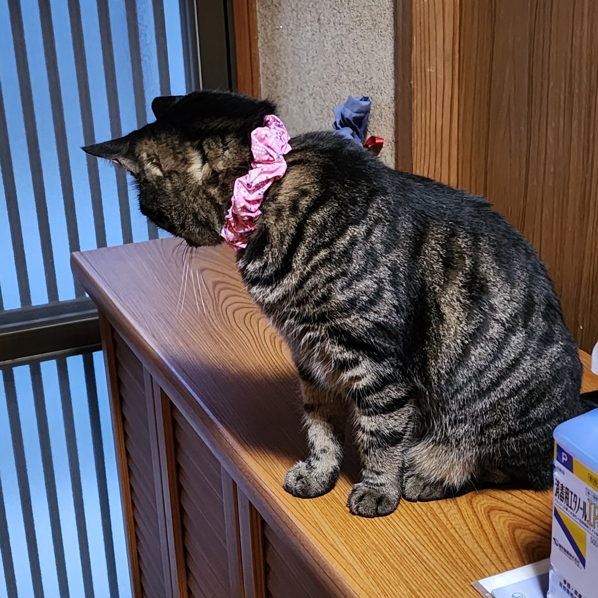 アンナ tweet media