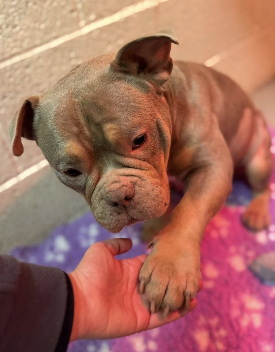 AdoptionsUk's tweet image. Please retweet, never buy a puppy or kitten without seeing mum to check welfare!!! 📢📢📢📢📢
Cupcake, dumped by a breeder while in labour, all puppies lost #Yorkshire #UK May 2026 
We find ourselves constantly picking up the pieces of backyard breeding , desperately trying to