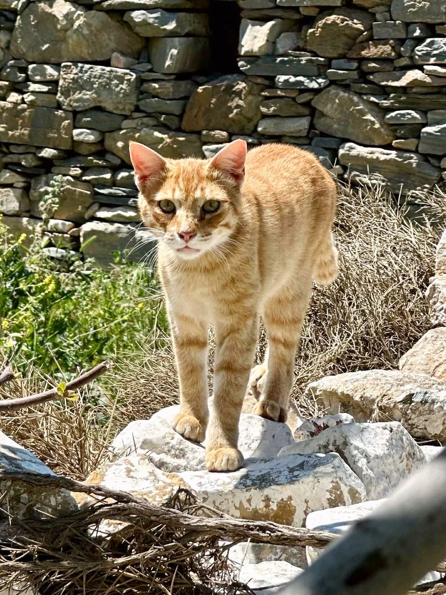CatsofIraklia's tweet image. Meet a shy ginger neutered male, who lives in the hilltop village of Panagia, on this tiny Greek island where our kind volunteer &amp;amp; nurse Kia cares for the Aegean #Cats
You can help the #cats by making a small donation to fund vital healthcare &amp;amp; food. Purr!
gofundme.com/f/cats-of-irak…