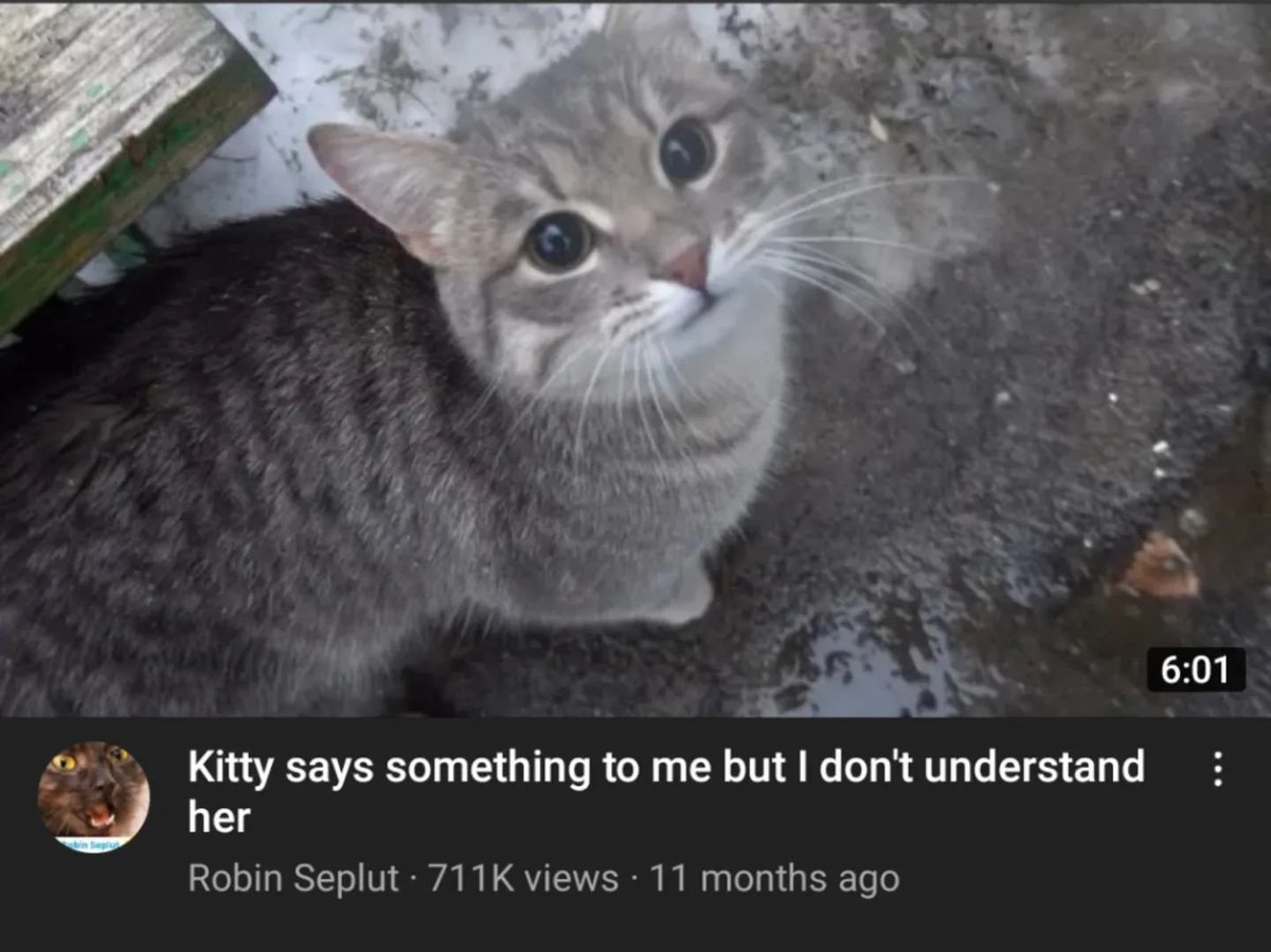 Punch Cat tweet media